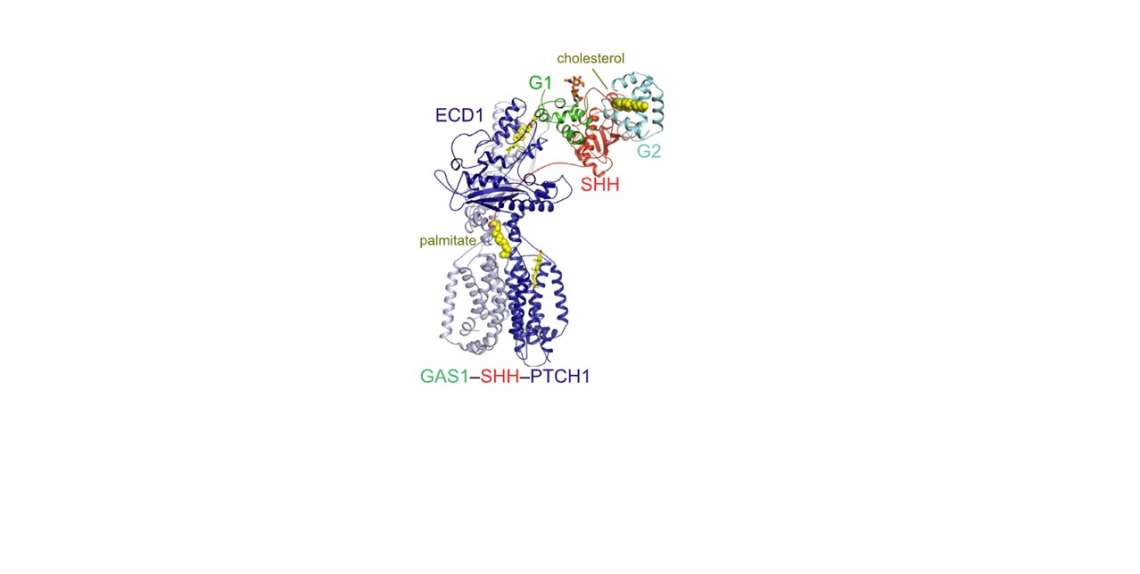 Structural basis for catalyzed assembly of the Sonic hedgehog–Patched1 signaling complex - 1
